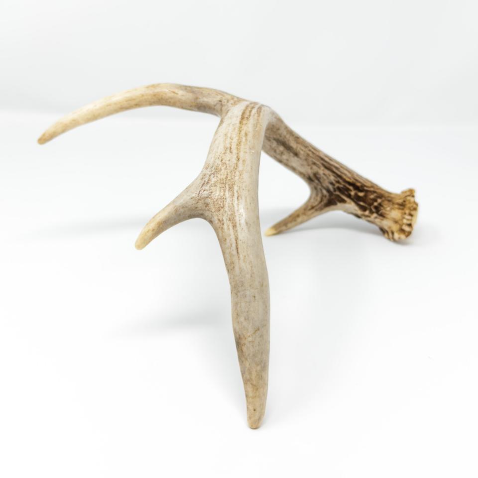 Small Antlers
