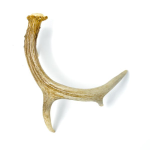 Smallantlers2jpg