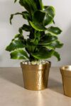 Cato Pot