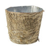 Birch Collection