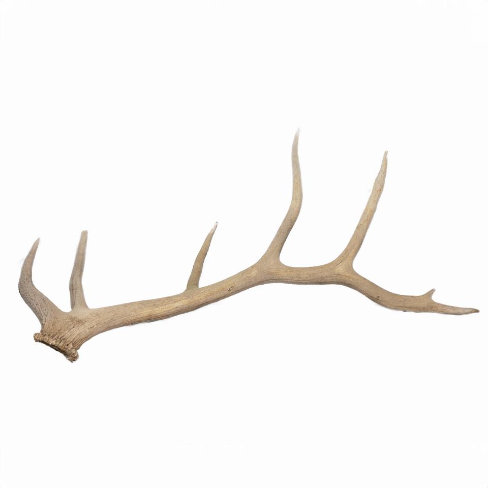 Large Antlers
