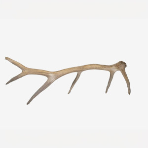 LargeAntler-2jpg