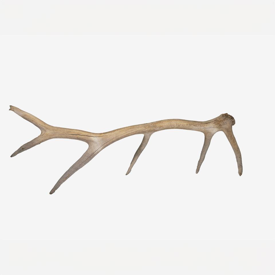 Large Antlers