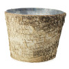 Birch Collection